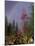 Fireweed Under Rainbow, Talkeetna, Alaska, USA-Paul Souders-Mounted Photographic Print