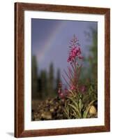 Fireweed Under Rainbow, Talkeetna, Alaska, USA-Paul Souders-Framed Photographic Print