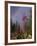 Fireweed Under Rainbow, Talkeetna, Alaska, USA-Paul Souders-Framed Photographic Print