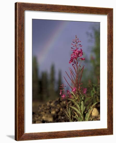 Fireweed Under Rainbow, Talkeetna, Alaska, USA-Paul Souders-Framed Photographic Print