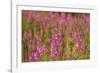 Fireweed wildflowers in Discovery Park, Seattle, Washington, USA-Steve Kazlowski-Framed Photographic Print