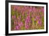 Fireweed wildflowers in Discovery Park, Seattle, Washington, USA-Steve Kazlowski-Framed Photographic Print