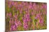 Fireweed wildflowers in Discovery Park, Seattle, Washington, USA-Steve Kazlowski-Mounted Photographic Print