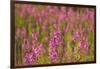 Fireweed wildflowers in Discovery Park, Seattle, Washington, USA-Steve Kazlowski-Framed Photographic Print