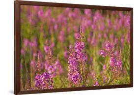 Fireweed wildflowers in Discovery Park, Seattle, Washington, USA-Steve Kazlowski-Framed Photographic Print