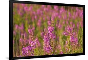 Fireweed wildflowers in Discovery Park, Seattle, Washington, USA-Steve Kazlowski-Framed Photographic Print