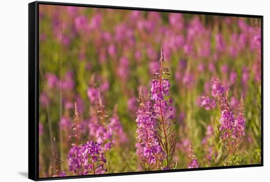 Fireweed wildflowers in Discovery Park, Seattle, Washington, USA-Steve Kazlowski-Framed Stretched Canvas