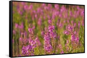 Fireweed wildflowers in Discovery Park, Seattle, Washington, USA-Steve Kazlowski-Framed Stretched Canvas
