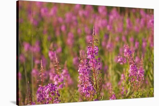 Fireweed wildflowers in Discovery Park, Seattle, Washington, USA-Steve Kazlowski-Stretched Canvas