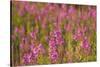 Fireweed wildflowers in Discovery Park, Seattle, Washington, USA-Steve Kazlowski-Stretched Canvas