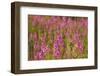 Fireweed wildflowers in Discovery Park, Seattle, Washington, USA-Steve Kazlowski-Framed Photographic Print