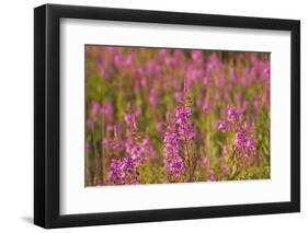 Fireweed wildflowers in Discovery Park, Seattle, Washington, USA-Steve Kazlowski-Framed Photographic Print