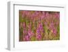 Fireweed wildflowers in Discovery Park, Seattle, Washington, USA-Steve Kazlowski-Framed Photographic Print