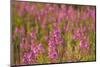 Fireweed wildflowers in Discovery Park, Seattle, Washington, USA-Steve Kazlowski-Mounted Photographic Print