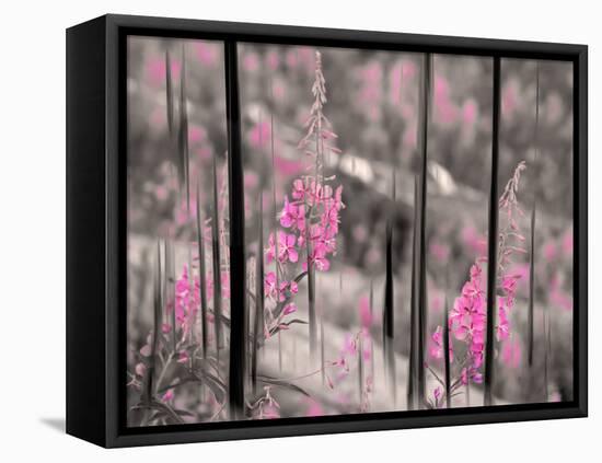 Fireweed-Ursula Abresch-Framed Stretched Canvas