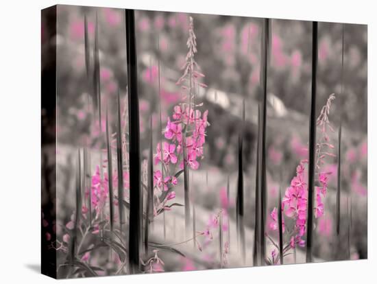 Fireweed-Ursula Abresch-Stretched Canvas