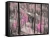 Fireweed-Ursula Abresch-Framed Stretched Canvas