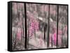 Fireweed-Ursula Abresch-Framed Stretched Canvas