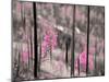 Fireweed-Ursula Abresch-Mounted Premium Photographic Print