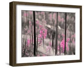 Fireweed-Ursula Abresch-Framed Photographic Print