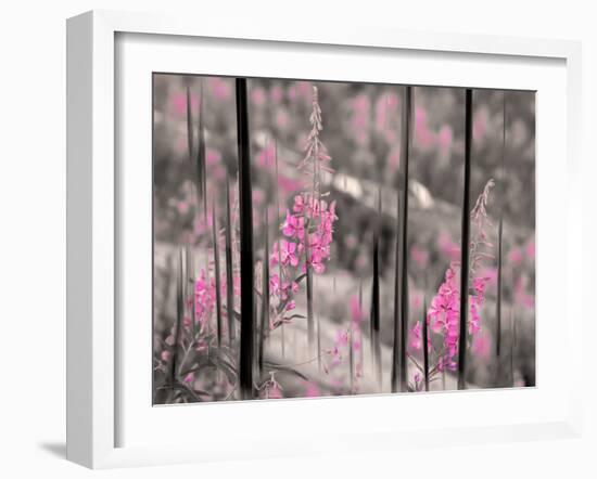 Fireweed-Ursula Abresch-Framed Photographic Print