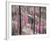 Fireweed-Ursula Abresch-Framed Photographic Print