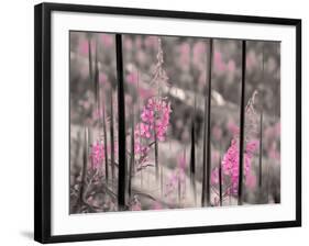 Fireweed-Ursula Abresch-Framed Photographic Print