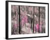 Fireweed-Ursula Abresch-Framed Photographic Print