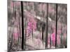 Fireweed-Ursula Abresch-Mounted Photographic Print