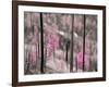 Fireweed-Ursula Abresch-Framed Photographic Print