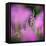 Fireweed-Ursula Abresch-Framed Stretched Canvas