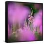 Fireweed-Ursula Abresch-Framed Stretched Canvas