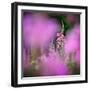 Fireweed-Ursula Abresch-Framed Photographic Print