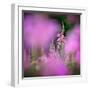 Fireweed-Ursula Abresch-Framed Photographic Print