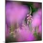 Fireweed-Ursula Abresch-Mounted Photographic Print