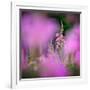 Fireweed-Ursula Abresch-Framed Photographic Print