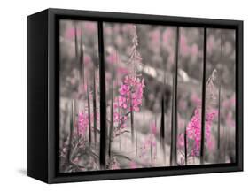 Fireweed-Ursula Abresch-Framed Stretched Canvas