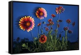 Firewheel (Gaillardia Pulchella) Flowers at Twilight, Laredo Borderlands, Texas, USA. April-Claudio Contreras-Framed Stretched Canvas