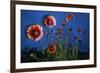 Firewheel (Gaillardia Pulchella) Flowers at Twilight, Laredo Borderlands, Texas, USA. April-Claudio Contreras-Framed Photographic Print