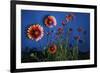 Firewheel (Gaillardia Pulchella) Flowers at Twilight, Laredo Borderlands, Texas, USA. April-Claudio Contreras-Framed Photographic Print