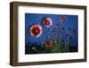 Firewheel (Gaillardia Pulchella) Flowers at Twilight, Laredo Borderlands, Texas, USA. April-Claudio Contreras-Framed Photographic Print