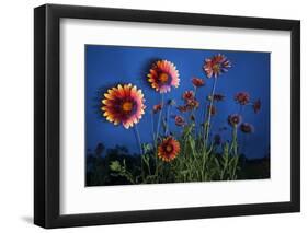 Firewheel (Gaillardia Pulchella) Flowers at Twilight, Laredo Borderlands, Texas, USA. April-Claudio Contreras-Framed Photographic Print