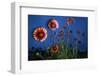 Firewheel (Gaillardia Pulchella) Flowers at Twilight, Laredo Borderlands, Texas, USA. April-Claudio Contreras-Framed Photographic Print