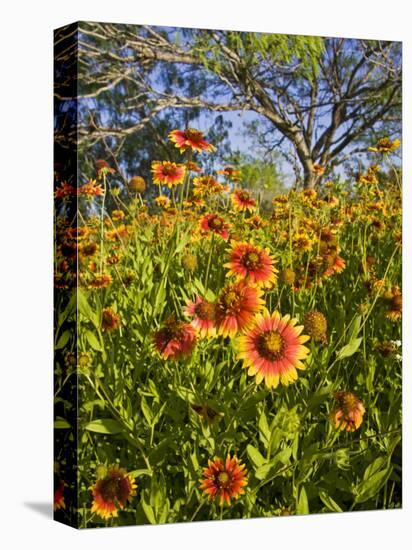 Firewheels Growing in Mesquite Trees, Texas, USA,-Larry Ditto-Stretched Canvas