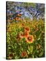 Firewheels Growing in Mesquite Trees, Texas, USA,-Larry Ditto-Stretched Canvas