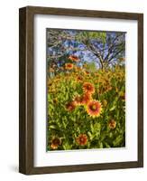 Firewheels Growing in Mesquite Trees, Texas, USA,-Larry Ditto-Framed Photographic Print