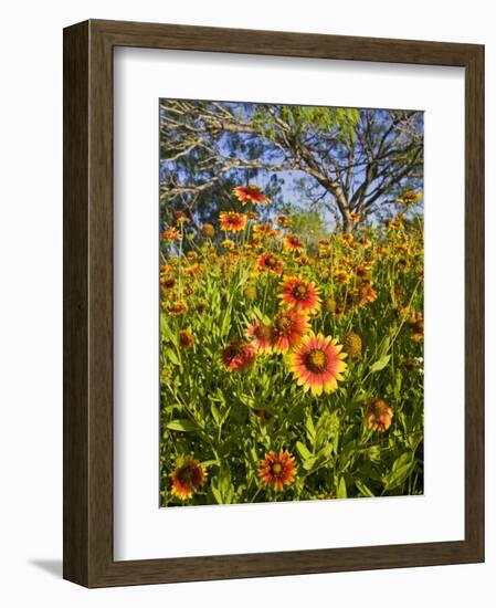 Firewheels Growing in Mesquite Trees, Texas, USA,-Larry Ditto-Framed Photographic Print