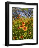 Firewheels Growing in Mesquite Trees, Texas, USA,-Larry Ditto-Framed Photographic Print