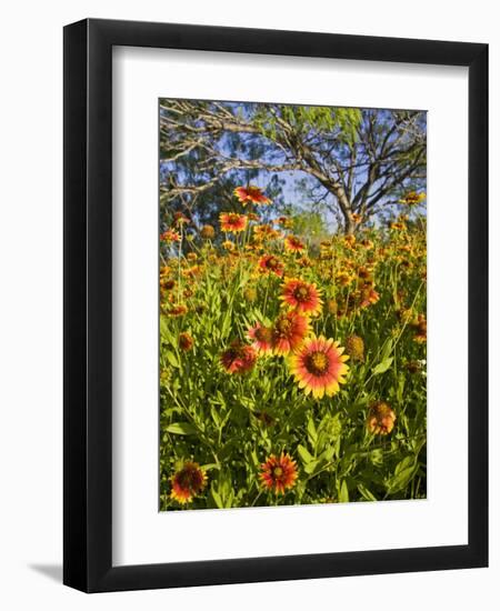 Firewheels Growing in Mesquite Trees, Texas, USA,-Larry Ditto-Framed Photographic Print