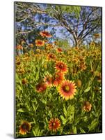 Firewheels Growing in Mesquite Trees, Texas, USA,-Larry Ditto-Mounted Photographic Print